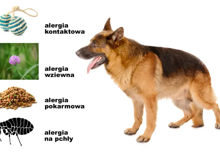 Owczarek niemiecki, który się drapie, obok symboli alergii: kontaktowej, wziewnej, pokarmowej i na pchły.