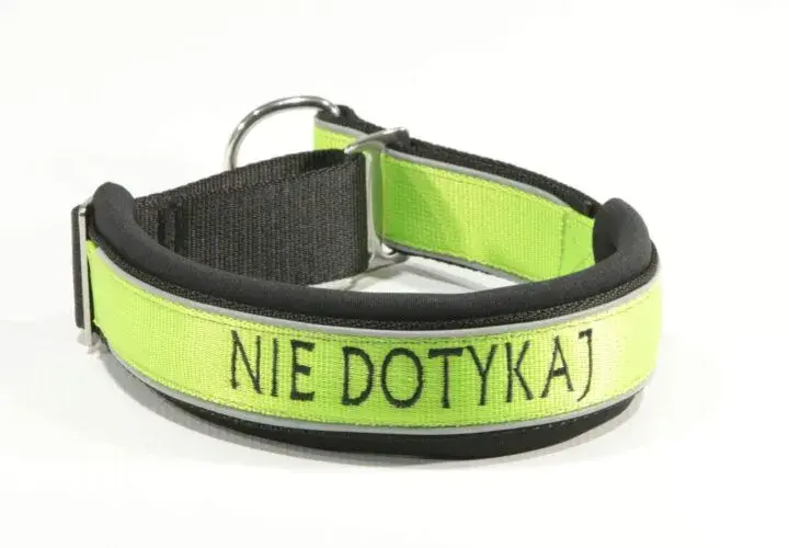 Najlepsza obroża dla dużego psa - jak uniknąć nieodpowiedniego wyboru