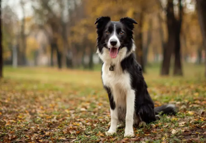 Border collie usposobienie: pies siedzi w jesiennym parku, zadowolony, z językiem na wierzchu.