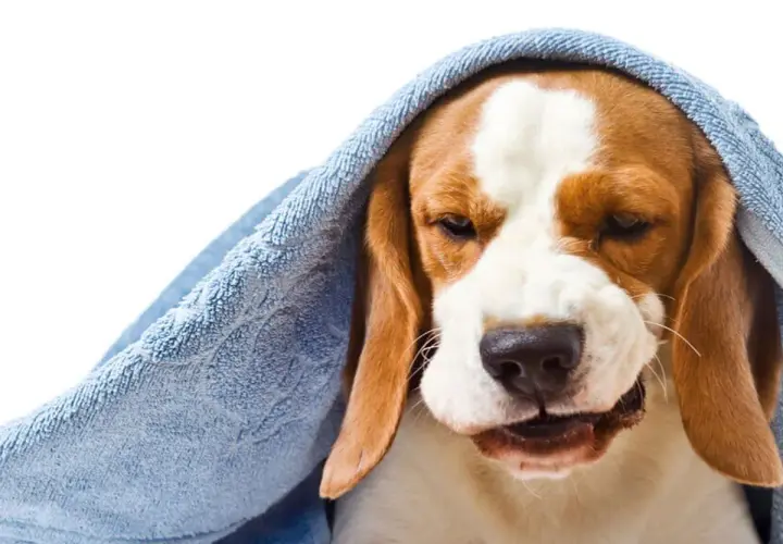Smutny beagle z kaszlem wstecznym u psa, przykryty niebieskim ręcznikiem, wygląda na chorego i potrzebującego troski.