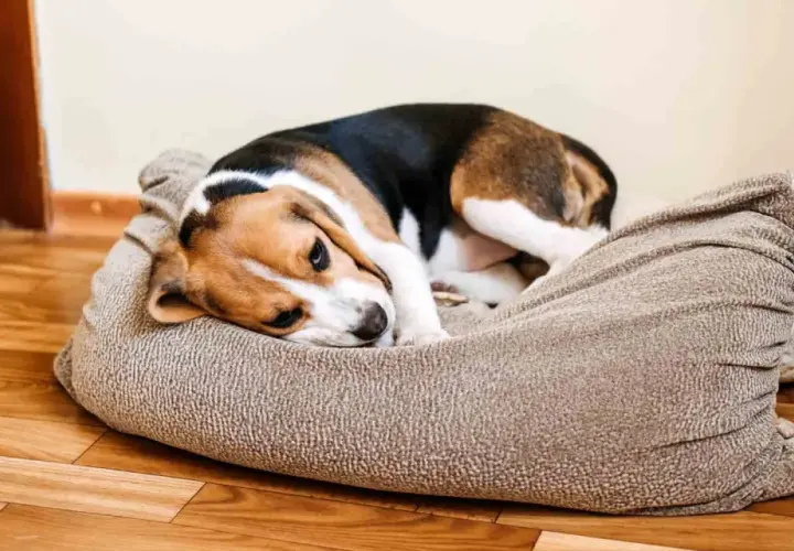Smutny beagle leży na legowisku, charczy jakby miał coś w gardle.
