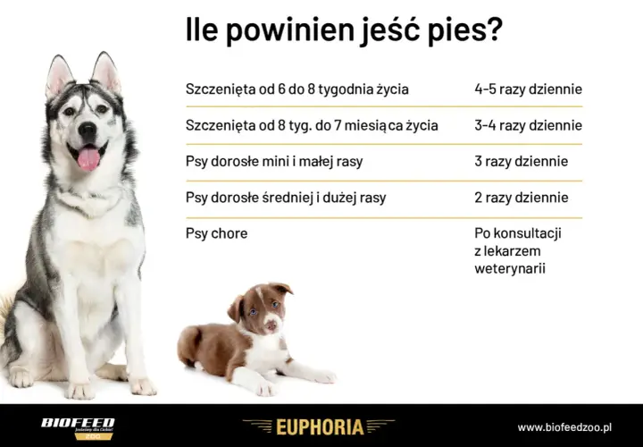 Tabela: ile powinien jeść szczeniak i dorosły pies. Podano zalecenia dla szczeniąt w różnym wieku, psów małych, średnich i dużych ras, a także chorych.