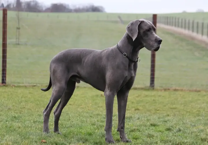 Szary dog niemiecki, imponująca waga i sylwetka, stoi na zielonej łące.