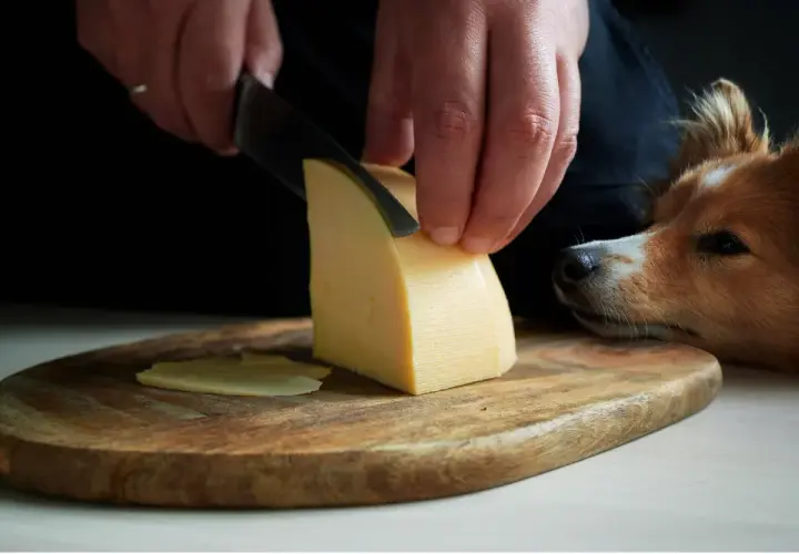 Czy pies może jeść ser camembert? Ryzyka zdrowotne i alternatywy