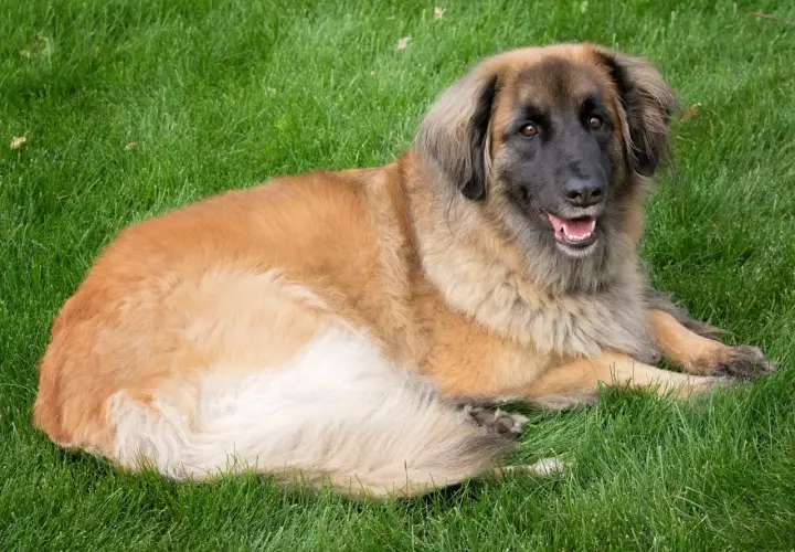 Leonberger o łagodnym usposobieniu leży na trawie, zadowolony i zrelaksowany.