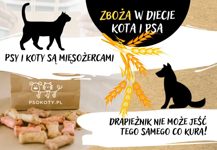 Czy pies może jeść zboże? Dowiedz się, co jest bezpieczne dla psa