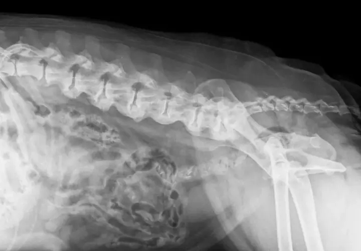 RTG kręgosłupa psa z widocznymi zmianami zwyrodnieniowymi, wskazującymi na spondylozę. Widoczne są zrosty międzykręgowe.