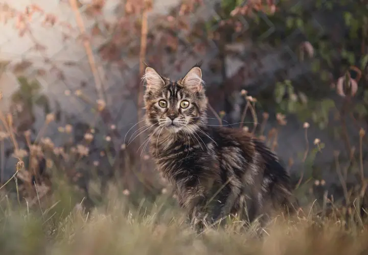 Młody kot rasy Maine Coon, ciekawski i piękny, siedzi w trawie. Ile żyje maine coon? Długo, jeśli jest kochany!
