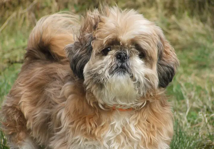 Uroczy piesek rasy Shih Tzu, jedna z wielu odmian tej rasy, z puszystą sierścią w odcieniach brązu i bieli, na tle zielonej trawy.