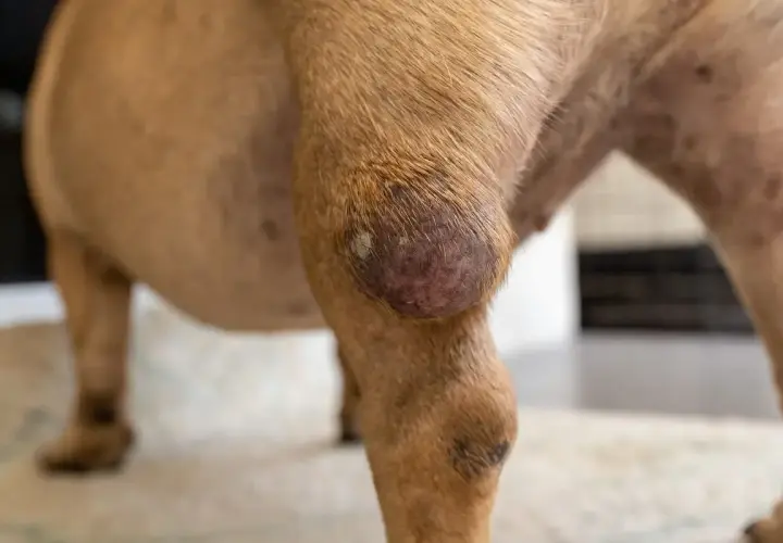 Widoczny guz na łapie psa, prawdopodobnie mastocytoma. Zmiana skórna jest okrągła, z zaczerwienioną i lekko łuszczącą się powierzchnią.
