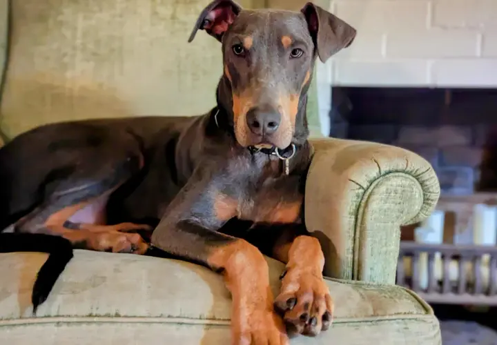 Elegancki doberman niebieski z rudymi znaczeniami leży na kanapie, wpatrując się w obiektyw.
