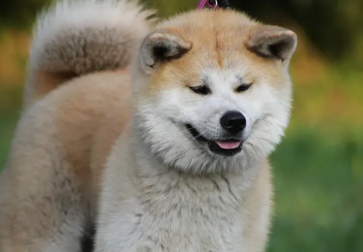 Uroczy akita inu z charakterystycznym uśmiechem, z językiem na wierzchu. Jego futro jest gęste i puszyste, a ogon zakręcony nad grzbietem.