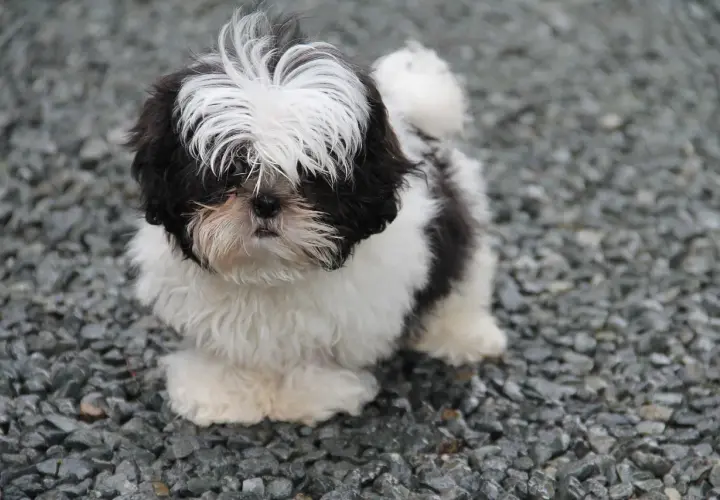 Szczenię Shih Tzu w czarno-białe łaty, stojące na żwirze.