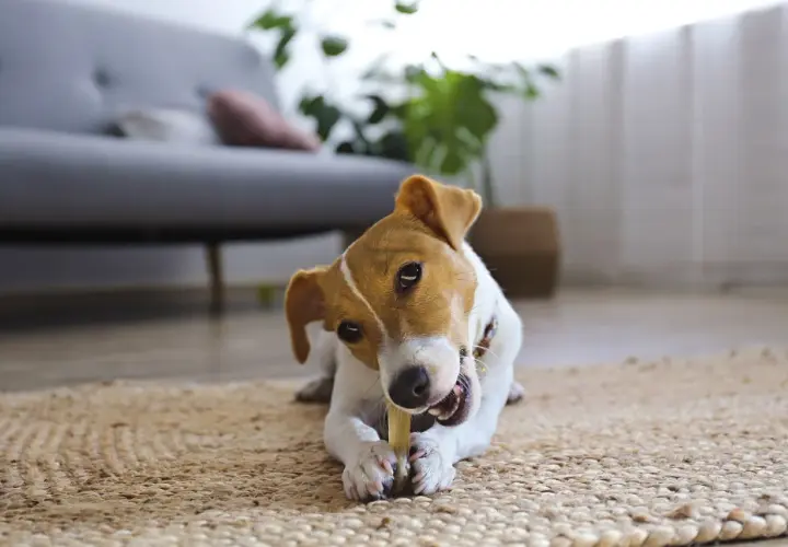 Uroczy piesek Jack Russell Terrier gryzie przysmak, pokazując swoje zęby. Ciekawe, ile pies ma zębów, gdy tak się bawi!