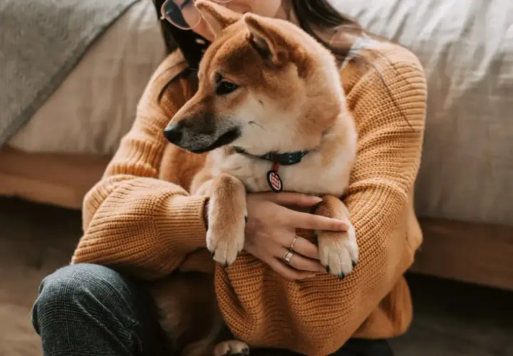 Dziewczyna tuli swojego psa rasy Shiba Inu. Zastanawiasz się, czy pies może jeść ryż? Ten uroczy piesek na pewno by go zjadł!