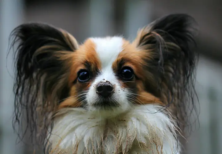 Uroczy papillon z brudnym nosem po zabawie. Zastanawiasz się, ile kosztuje papillon?