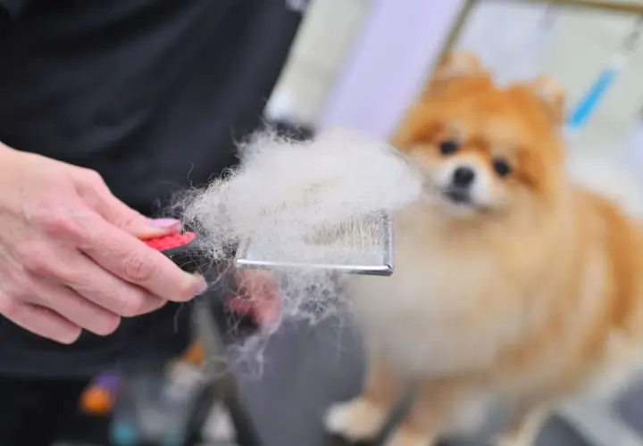 Szczotka pełna białego podszerstka, obok rozmyty pomeranian.