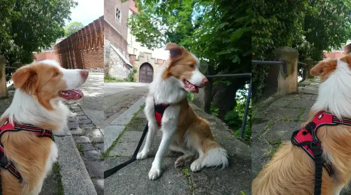 Jaka obroża dla border collie? Wybierz idealną dla swojego psa
