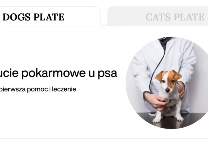 Weterynarz bada psa, który może mieć objawy zatrucia pokarmowego.