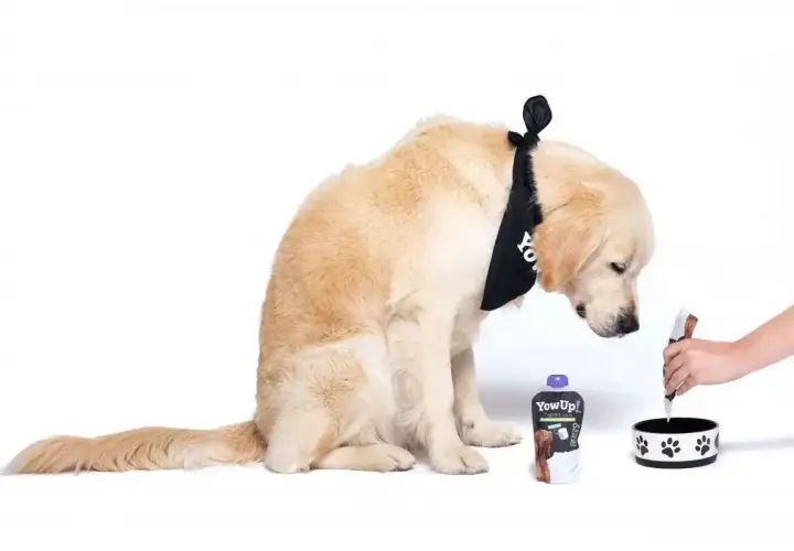 Złoty retriever w bandanie z napisem "YowUp!" zastanawia się, czy pies może jeść jogurt naturalny. Obok leży opakowanie jogurtu i miska.