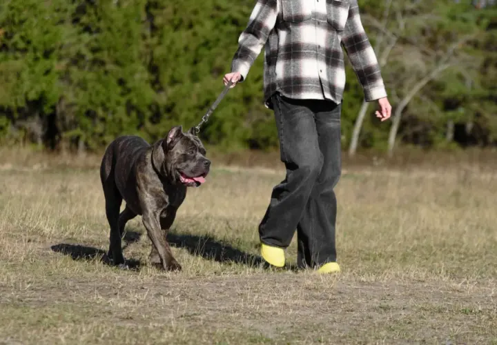 Mocny cane corso z człowiekiem na spacerze po łące.