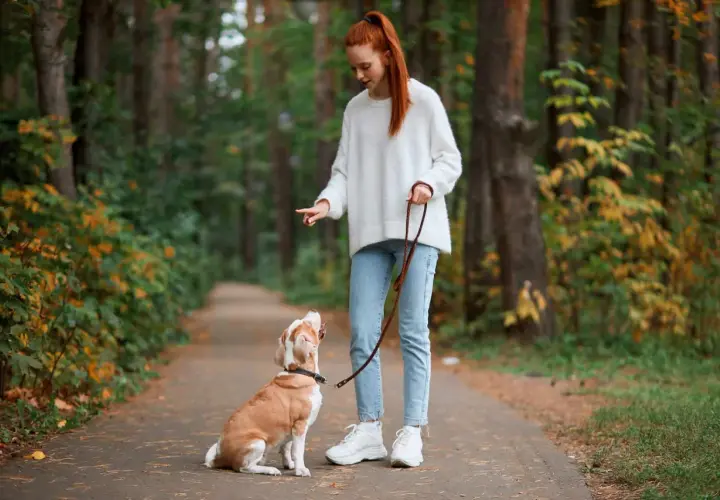 Dziewczyna uczy psa chodzić na smyczy w lesie. Pies siedzi, patrząc na nią z uwagą.