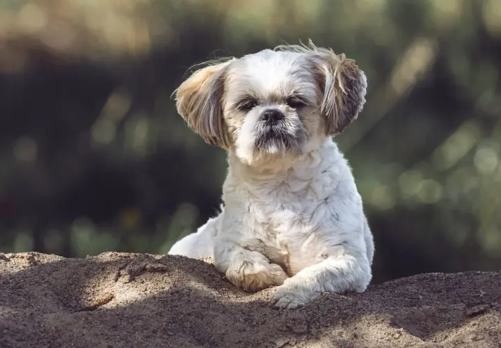 Słodki piesek Shih Tzu leży na ziemi. Zastanawiasz się, czy pies może jeść kapustę kiszoną?