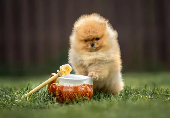 Pomeranian szczeniak ciekawie patrzy na miód. Czy pies może jeść miód? To pytanie nurtuje wielu właścicieli czworonogów.