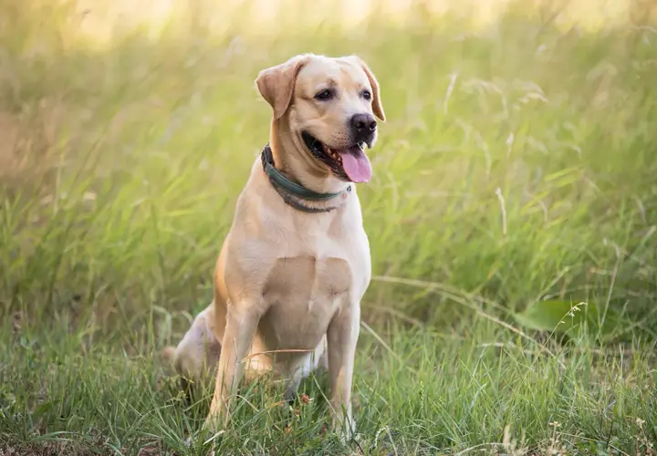 Uśmiechnięty labrador w trawie. Szukasz informacji o labrador cena?