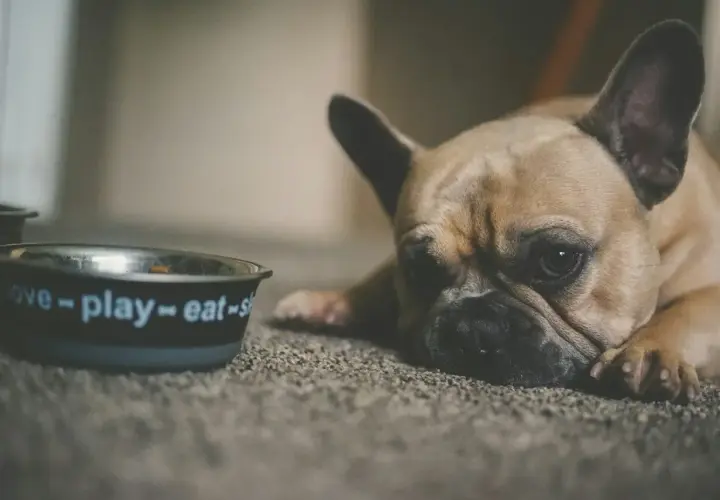Smutny buldog francuski leży obok miski z napisem "love-play-eat". Może potrzebuje smecta dla psa, by poczuć się lepiej.