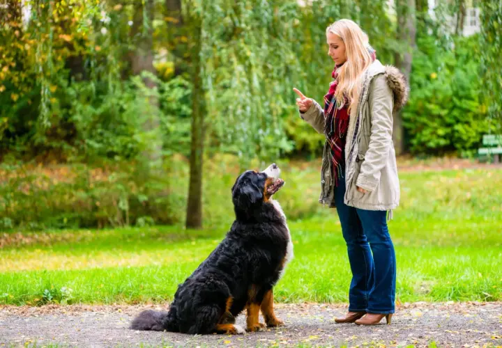 Kobieta uczy psa siad w parku. Pies patrzy na nią z uwagą, gotowy do wykonania komendy.