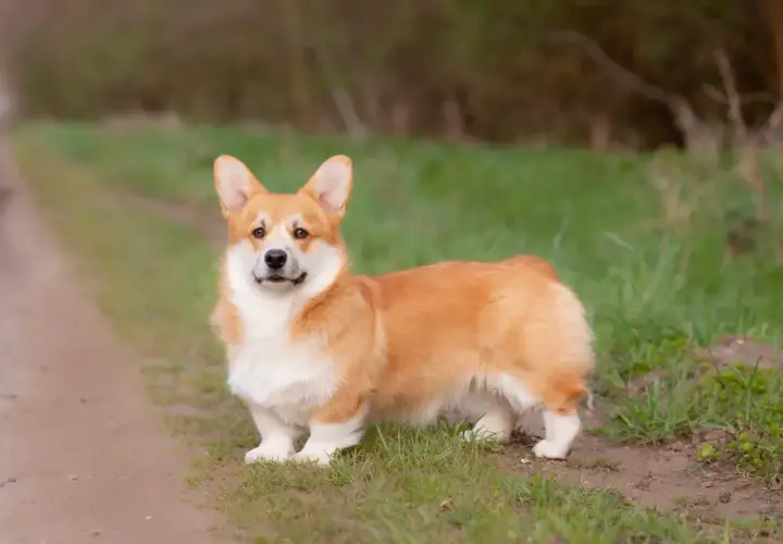 Uroczy corgi miniaturka z rudym futerkiem stoi na ścieżce wśród zielonej trawy.