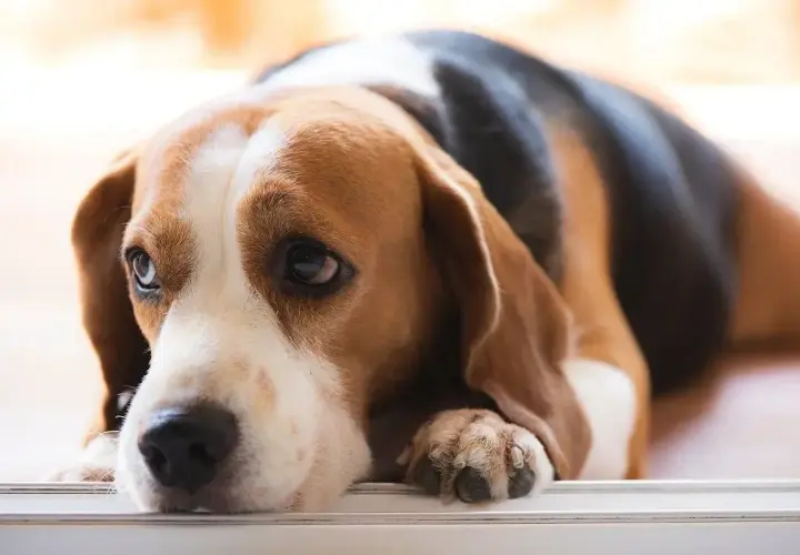 Smutny beagle leży, jego oczy wyrażają cierpienie. Może to być objaw zapalenia trzustki u psa, które wymaga troski i leczenia.