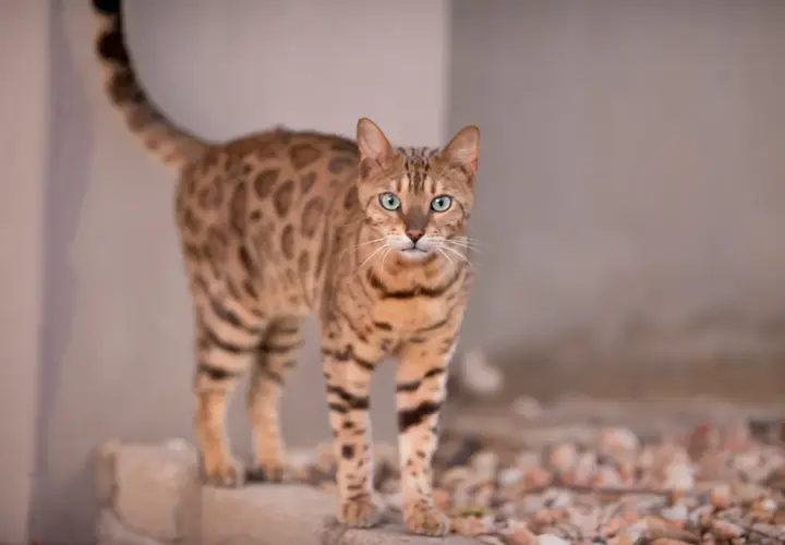 Piękny kot bengalski o zielonych oczach i cętkowanym futrze. Zastanawiasz się, ile kosztuje kot bengalski?