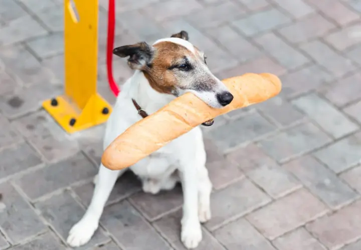 Piesek z bagietką w pysku. Czy pies może jeść chleb? Ten łakomczuch chyba tak!