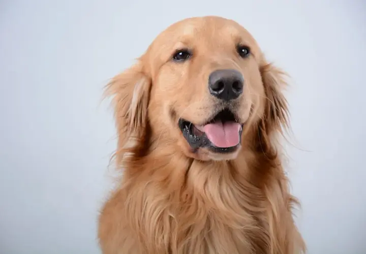 Jaka karma dla Golden Retrievera będzie najlepsza?