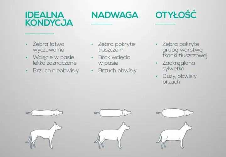 Jak odchudzić psa? Porównanie idealnej kondycji, nadwagi i otyłości u psów.