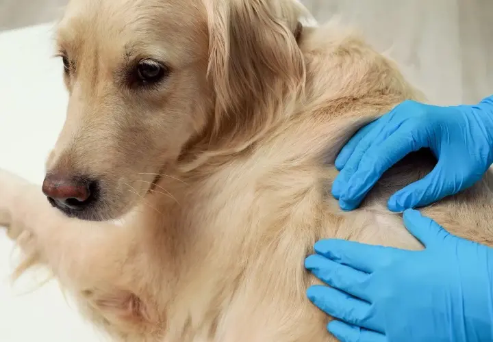 Weterynarz bada łagodnego golden retrievera, wyczuwając pod sierścią tłuszczaka.