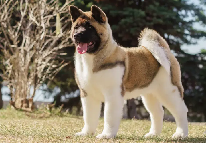Piękny akita amerykańska, szukający domu. Sprawdź akita amerykańska cena i znajdź swojego idealnego towarzysza.