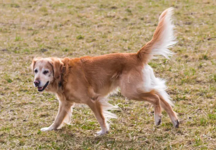 Złoty retriever z dysplazją u psa, poruszający się po trawiastym terenie.