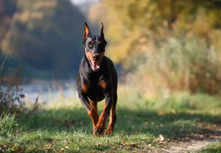 Czarny doberman biegnie przez trawiasty teren. Jego waga jest idealnie proporcjonalna do atletycznej budowy.