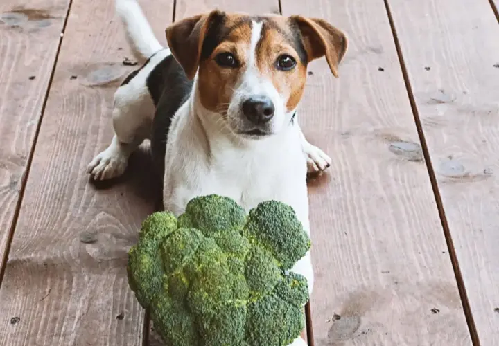 Jack Russell z zaciekawieniem patrzy na brokuły. Czy pies może jeść brokuły? Ten psiak wydaje się być gotowy do degustacji.