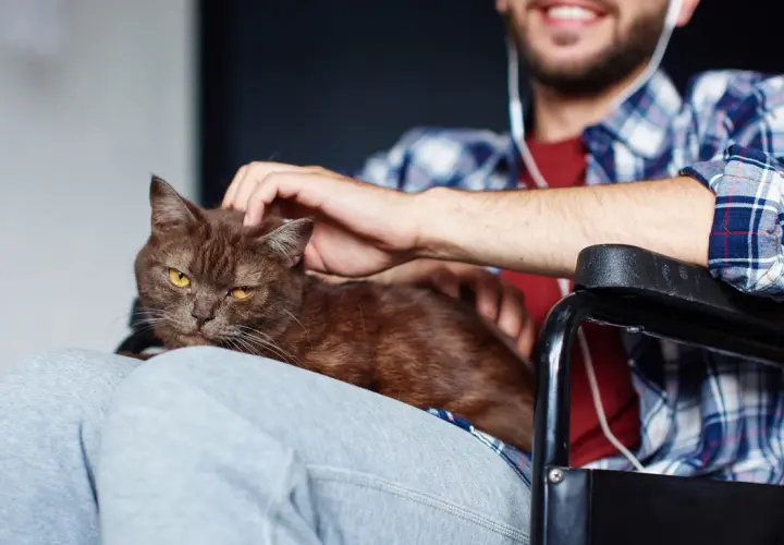 Uśmiechnięty mężczyzna na wózku głaszcze kota. To piękny przykład felinoterapii, która przynosi radość i ukojenie.
