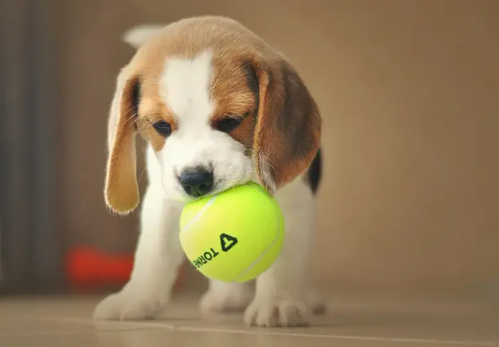 Uroczy beagle miniaturka z piłeczką tenisową w pyszczku.