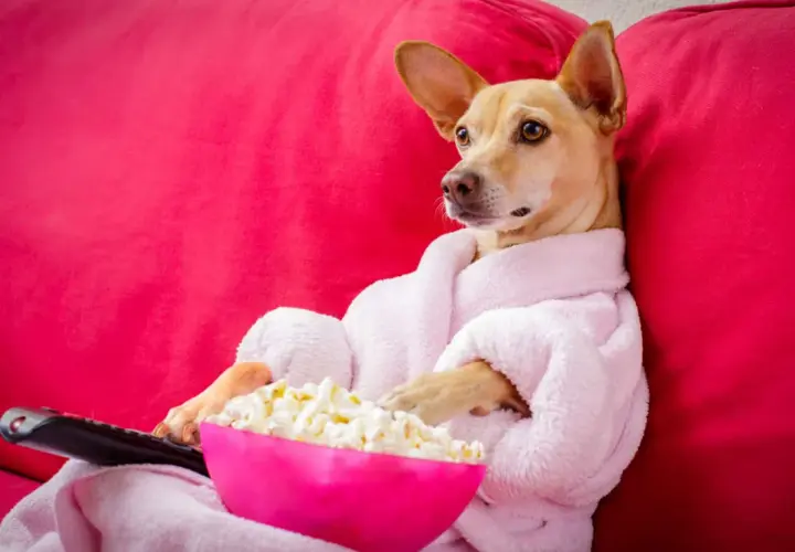 Pies w szlafroku z pilotem i miską popcornu zastanawia się, czy pies może jeść popcorn.