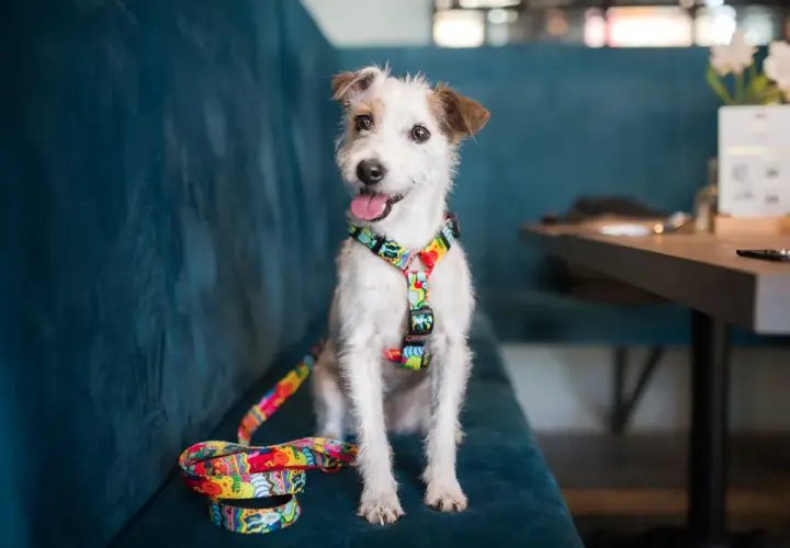 Szelki czy obroża dla Jack Russell Terriera - co zapewnia lepsze bezpieczeństwo?