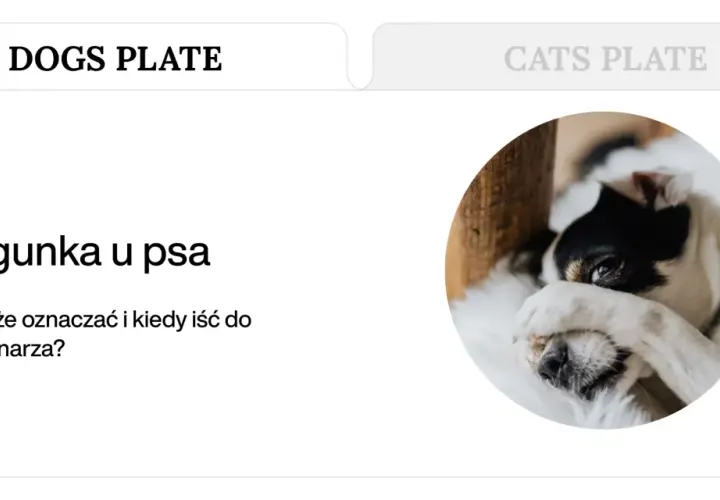 Biegunka u psa? Domowe sposoby i kiedy szukać pomocy weterynarza. Piesek wygląda na chorego, zasłaniając oczy łapką.
