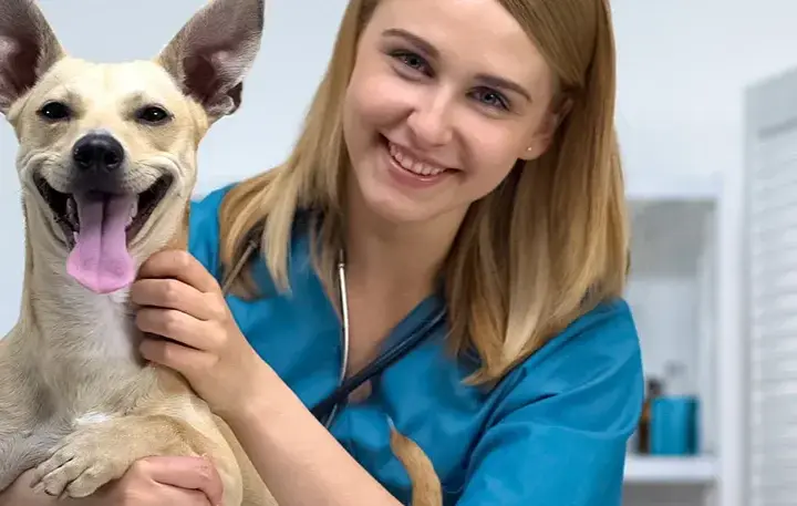 Czy weterynarz to doktor? Prawda o tytułach i kwalifikacjach