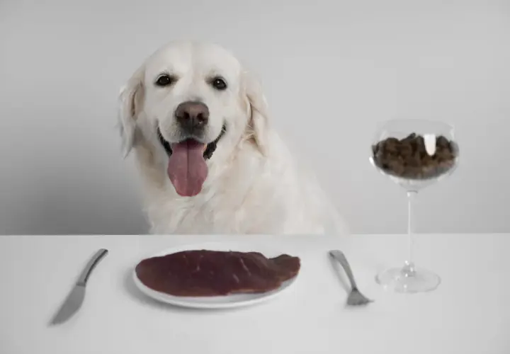 Uśmiechnięty golden retriever czeka na posiłek. Na stole talerz z surowym mięsem i kieliszek z karmą, symbolizujące wybór między dietą barf dla psa a tradycyjnym żywieniem.