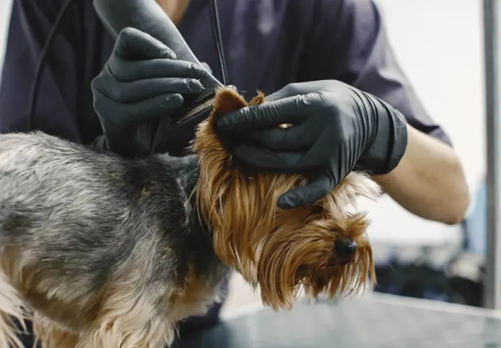 Groomer w czarnych rękawiczkach delikatnie przycina sierść yorka, który ma widoczny łupież u psa.